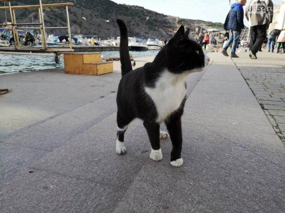 Коты Балаклавы фото