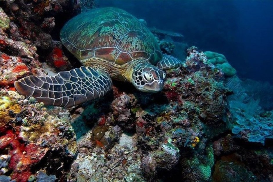 Национальный морской парк Святой Анны
