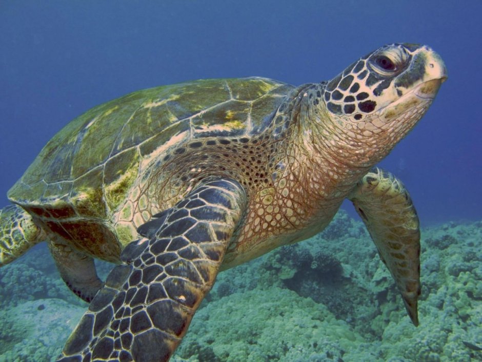 Hawksbill Sea Turtle