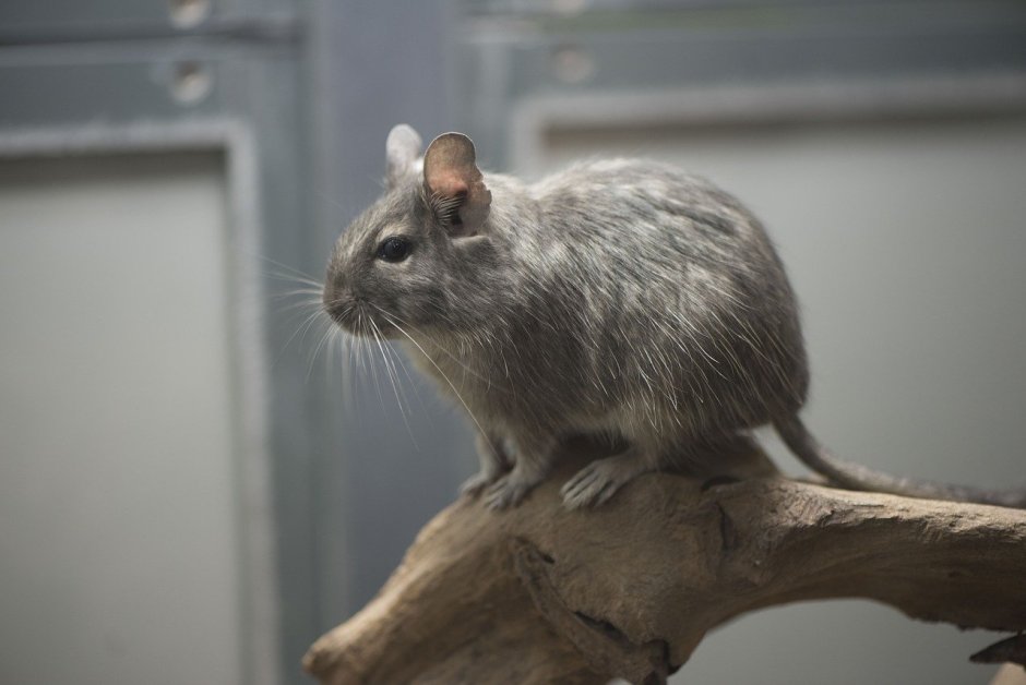 Tympanoctomys barrerae