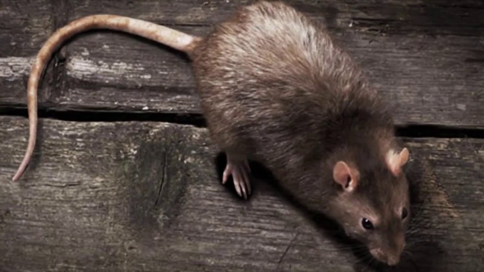 Даурский хомячок (Cricetulus Barabensis)