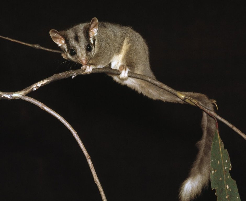 Соня-полчок - Myoxus Glis