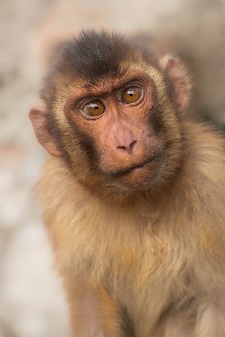 Макака резус