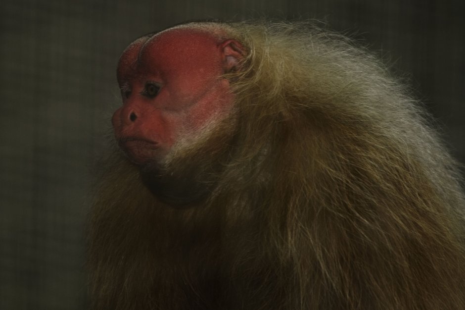Краснолицая обезьяна