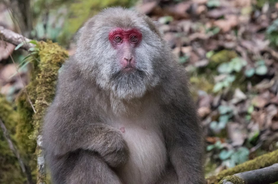 Макака Давида