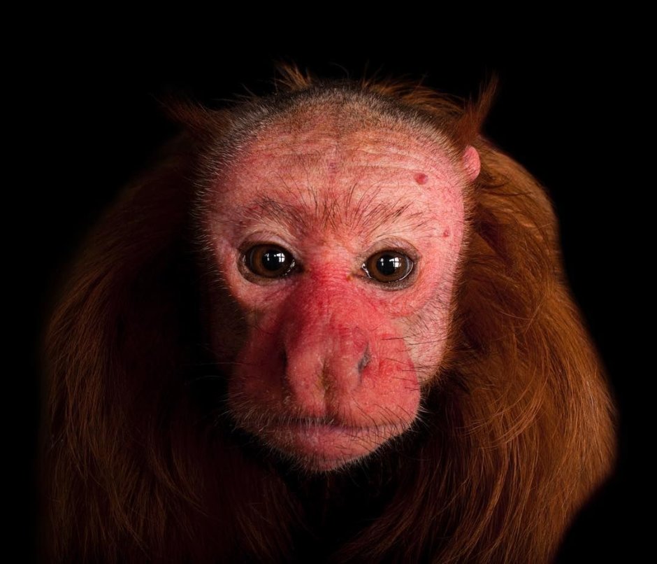 Красномордая обезьяна
