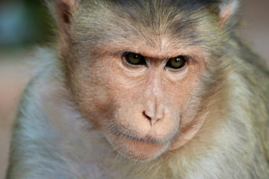 Макакий макакиевич