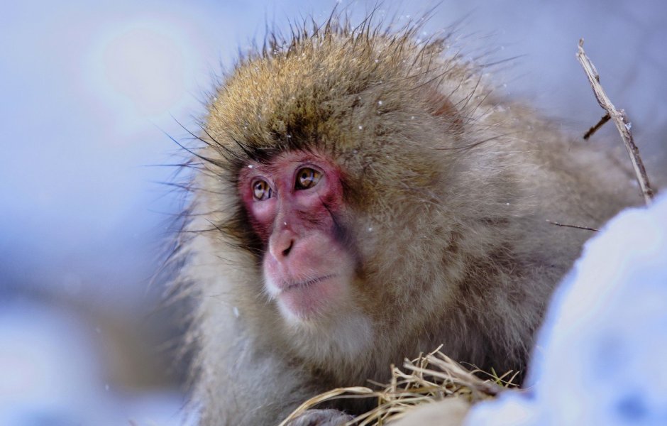 Японские красномордые макаки