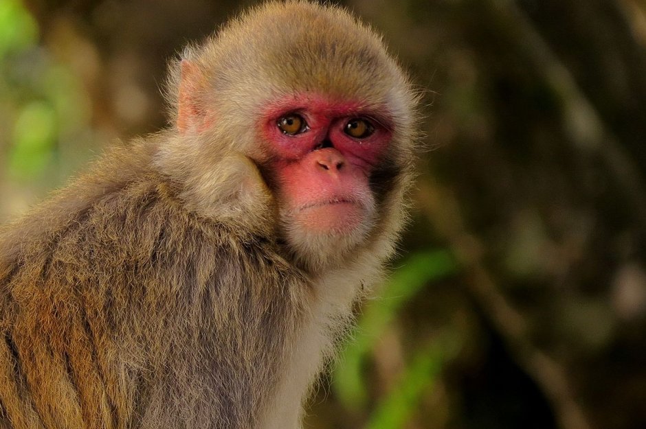 Макака Якусима