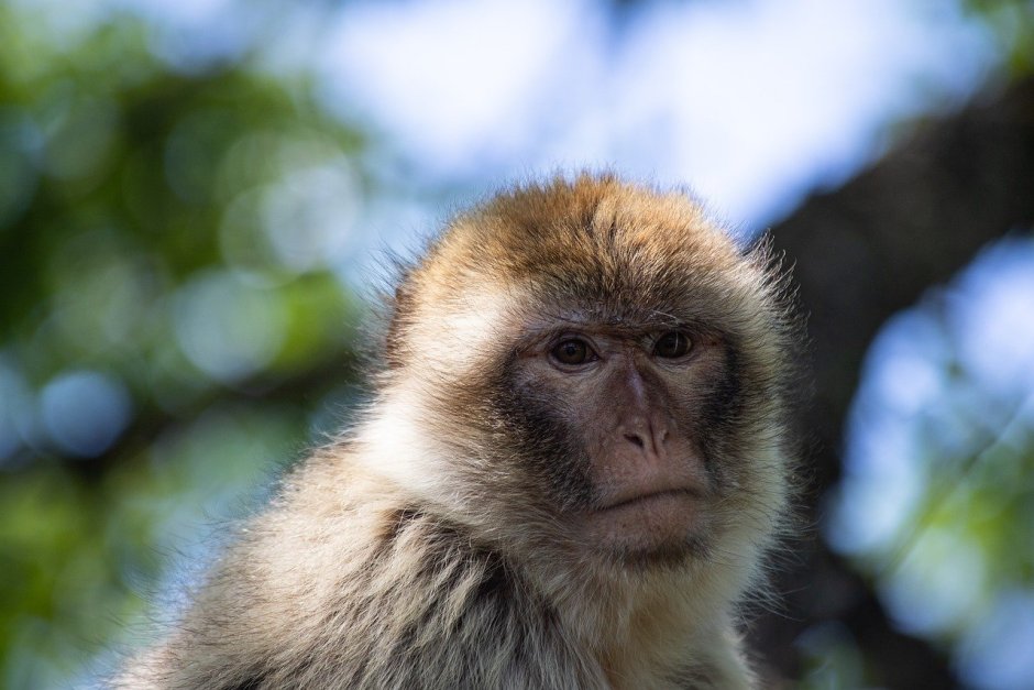 Макумба обезьяна