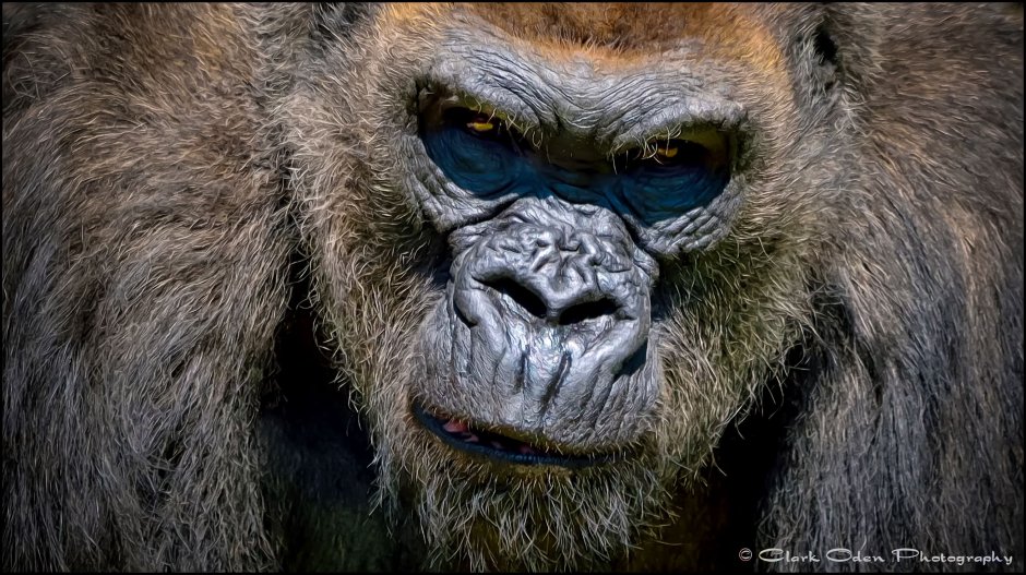 Злая обезьяна