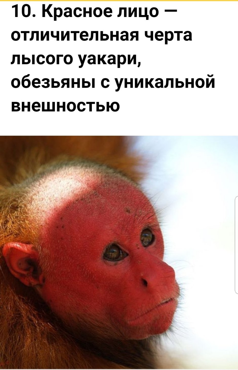 Уакари обезьяна скорость