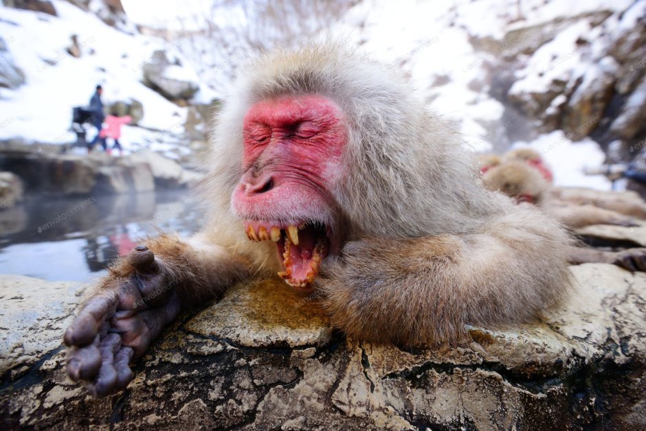 Тибетский макаки в термальных источниках