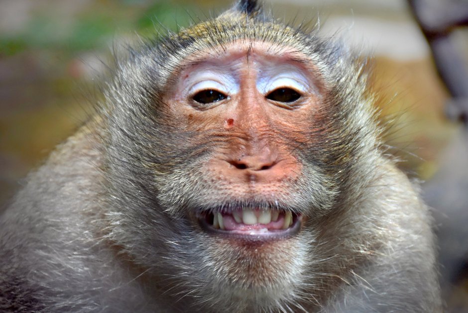 Лицо макаки