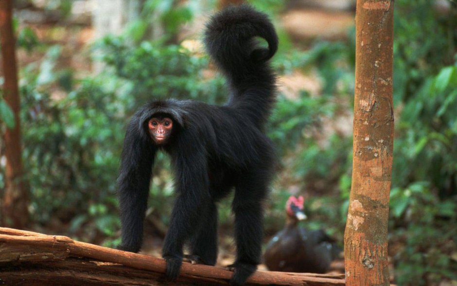 Коата обезьяна