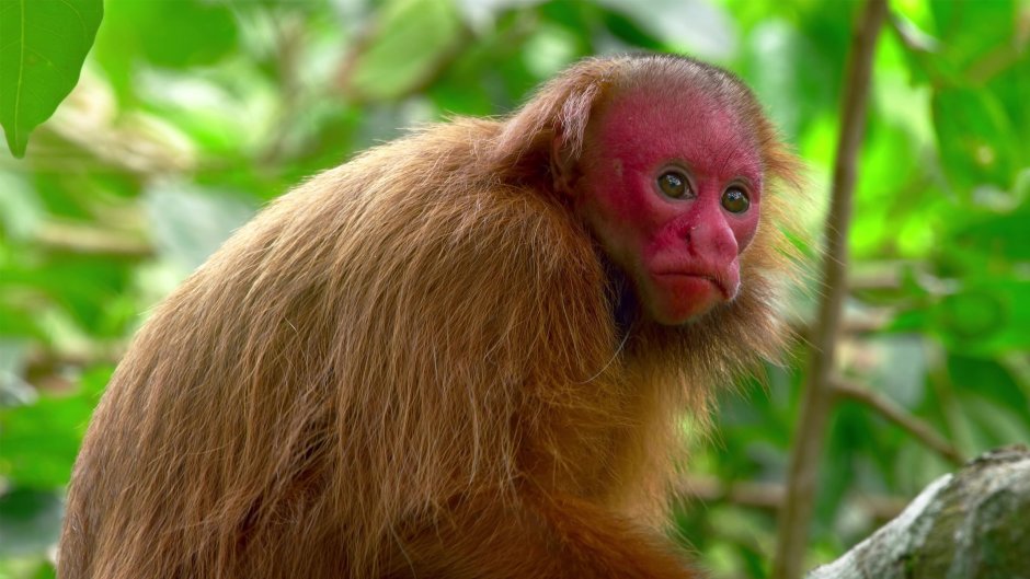 Обезьяна с красными щеками