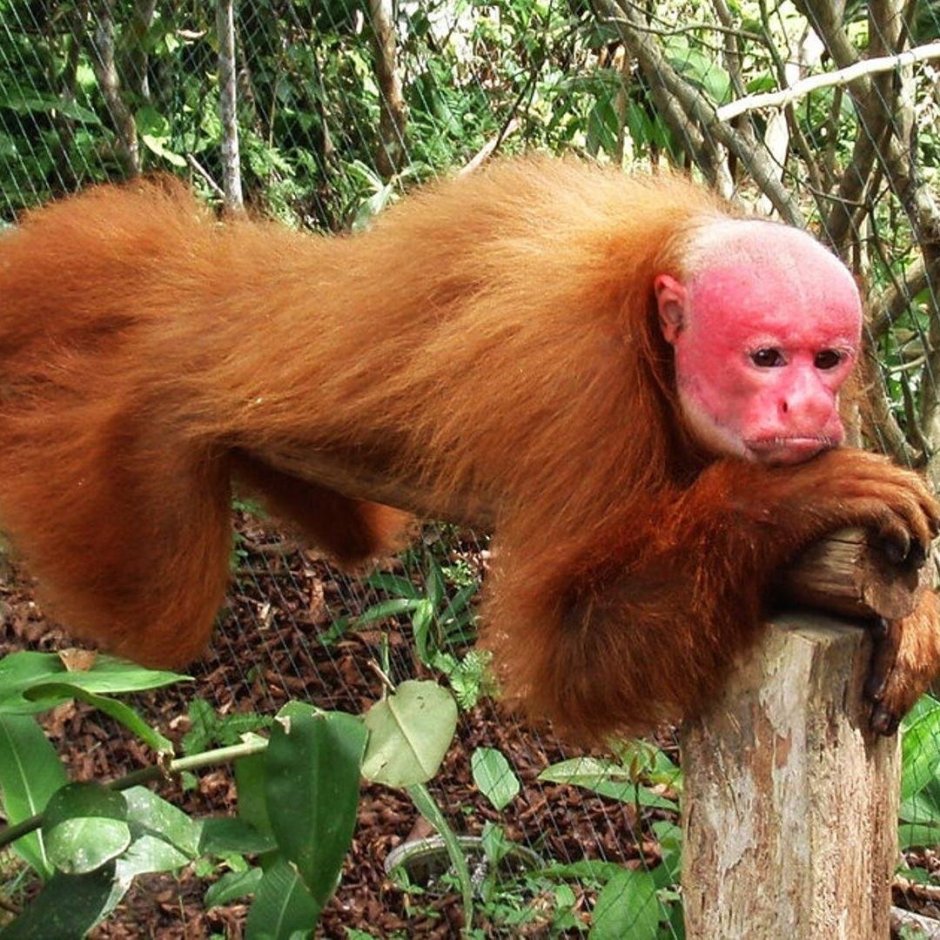 Обезьяна лысый уакари