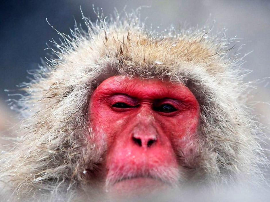 Красномордая обезьяна