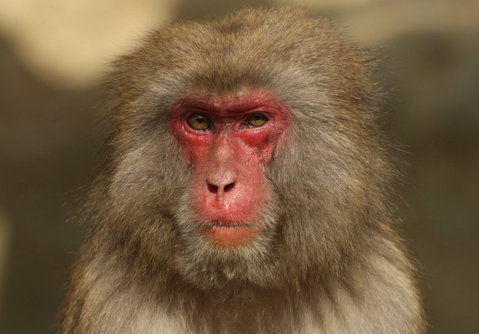 Узконосые приматы