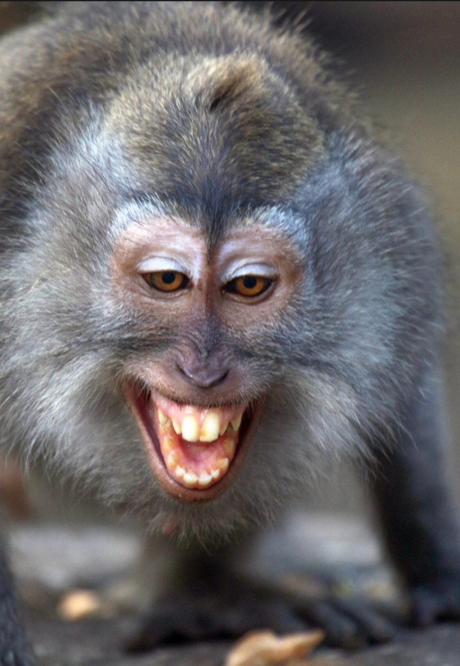 Кричащая обезьяна