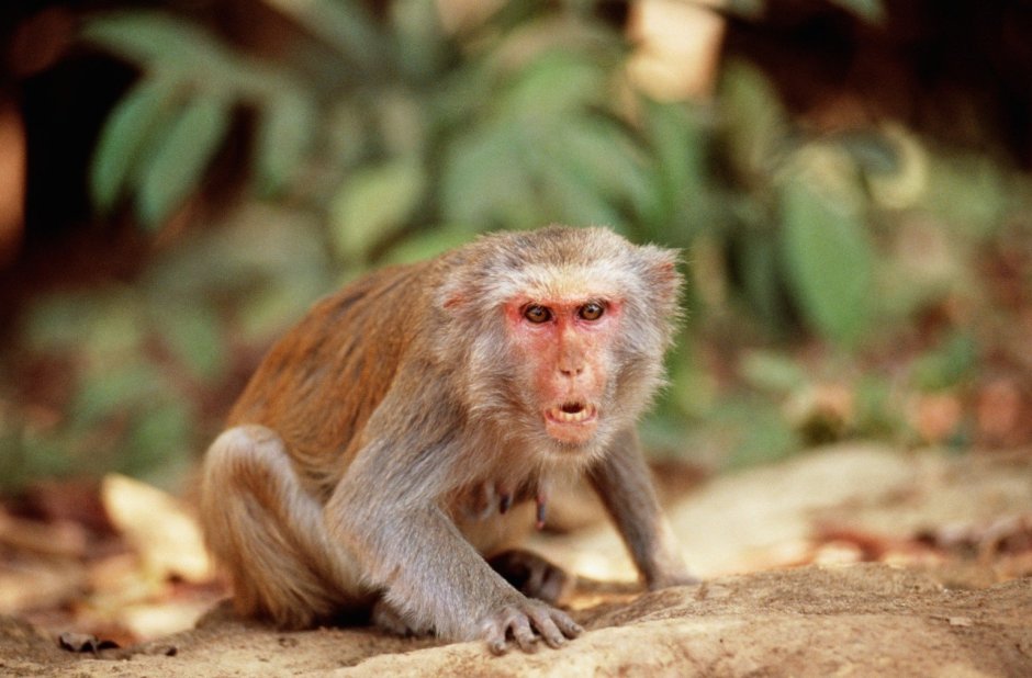 Rhesus Monkey
