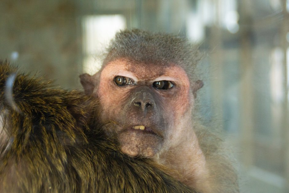 Маленькая обезьянка в зоопарке