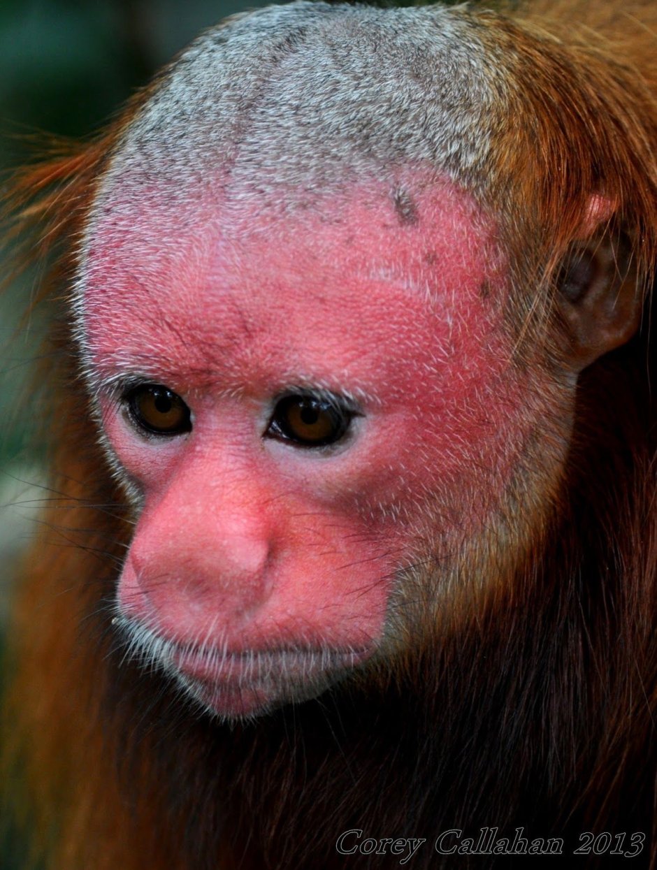 Южноамериканский уакари