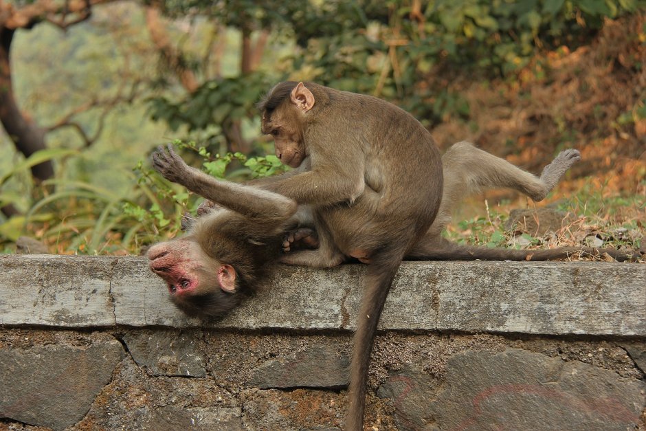 Обезьяны копаются в волосах