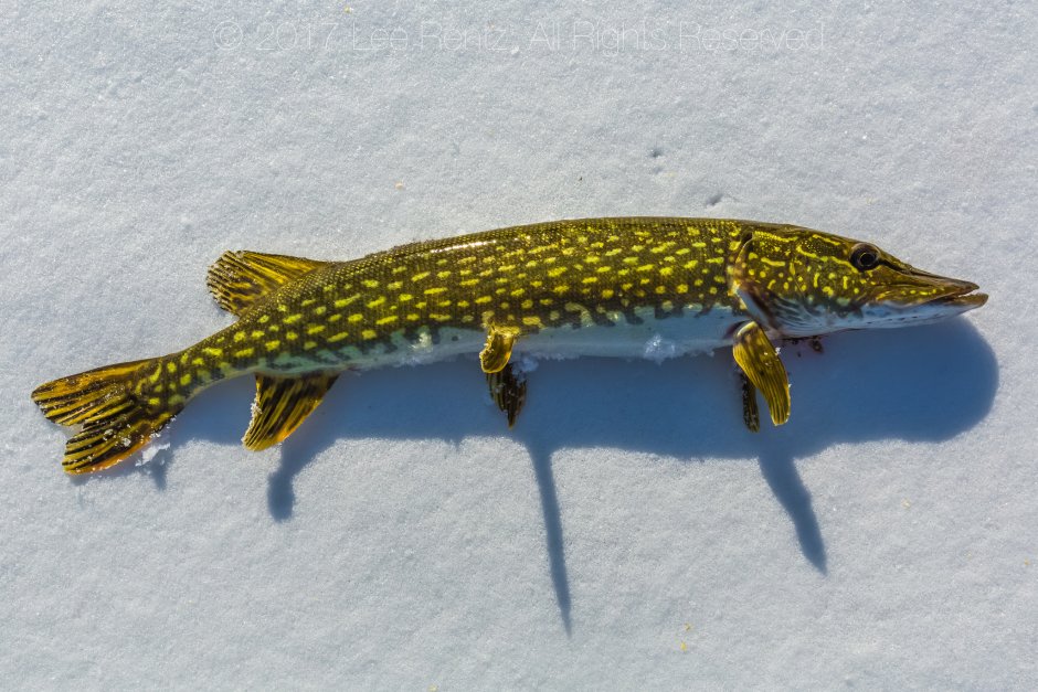 Обыкновенная щука (Esox Lucius)