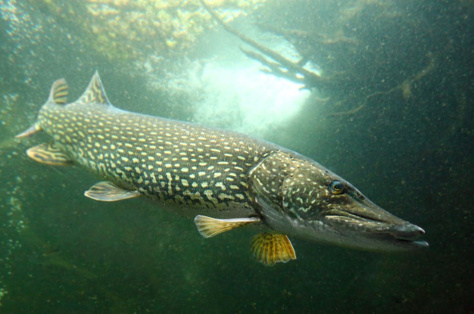 Esox Lucius иллюстрации