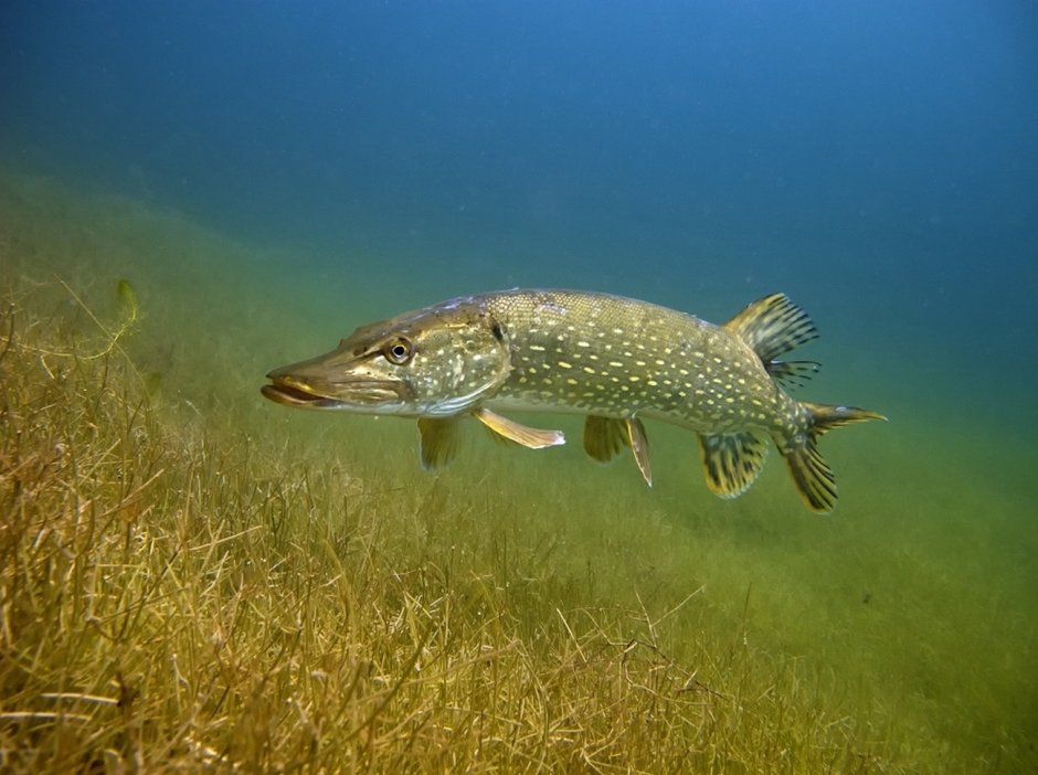 Обыкновенная щука (Esox Lucius)