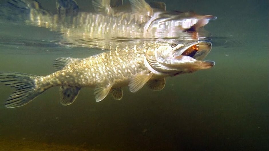 Обыкновенная щука (Esox Lucius)