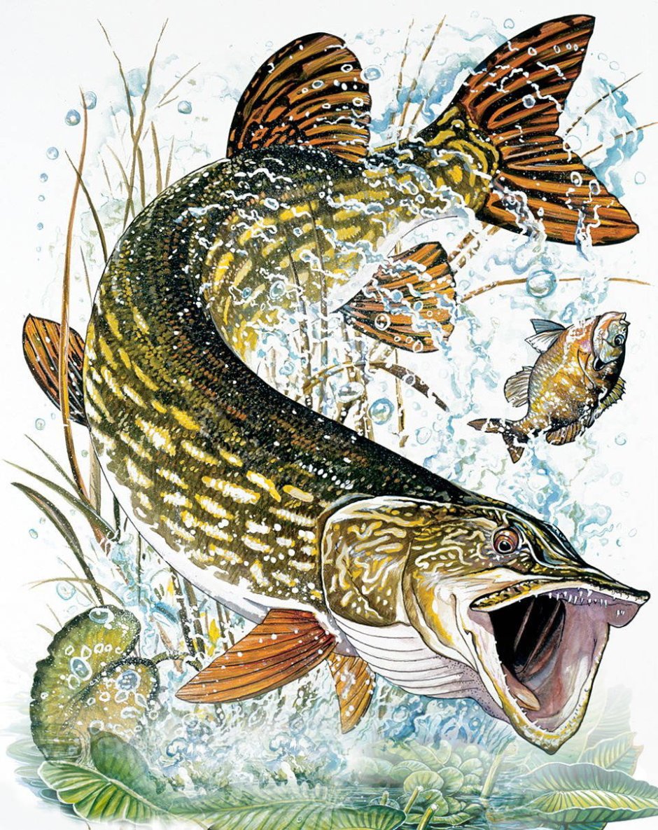 Обыкновенная щука (Esox Lucius)