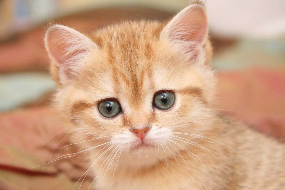 Персиково рыжий котенок