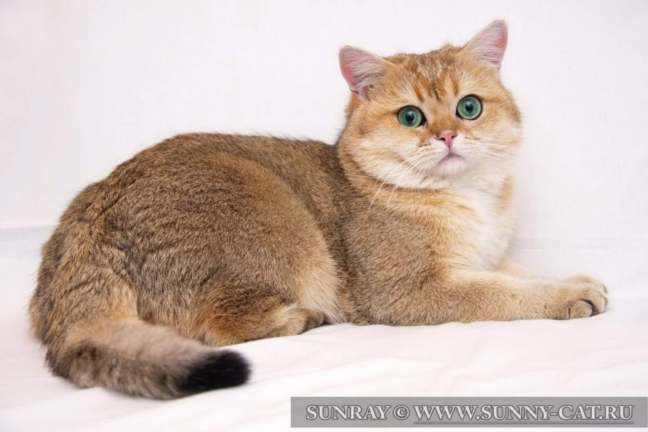 Шотландская кошка прямоухая Золотая шиншилла