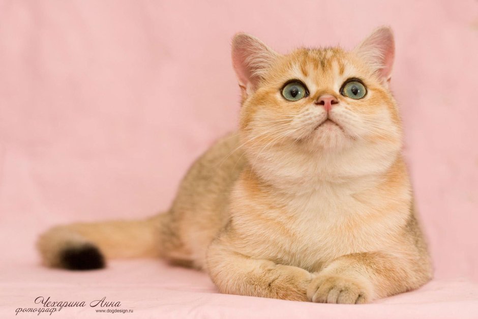 Скоттиш страйт Золотая шиншилла