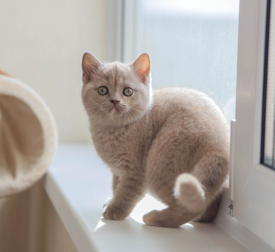 Кот британец бежевый
