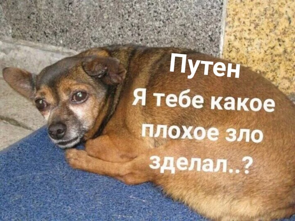 Смешной тюлень