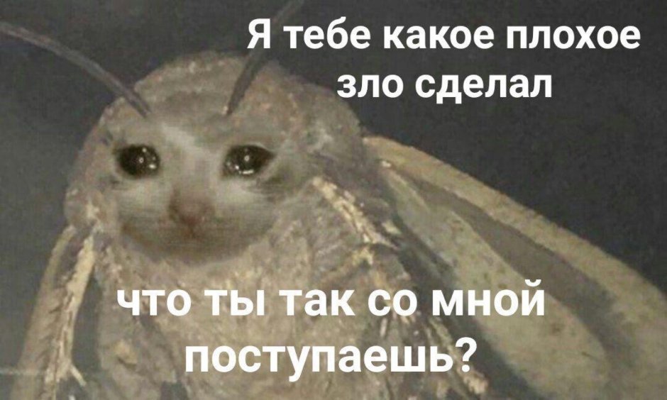 Злой тюлень