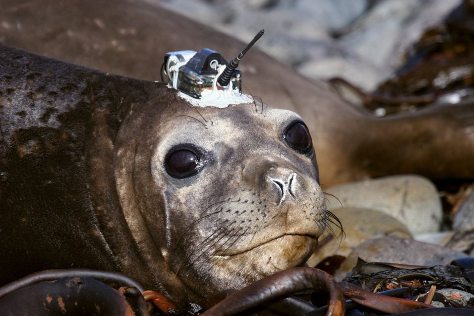 Морж Walrus