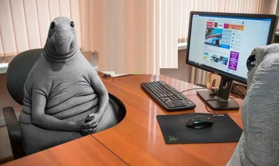 Никита овощ