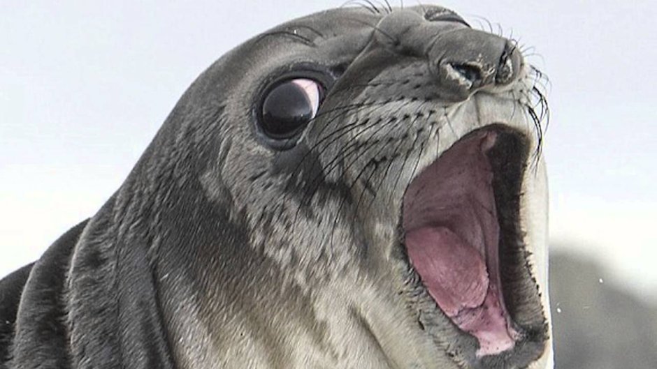 Seal Hops