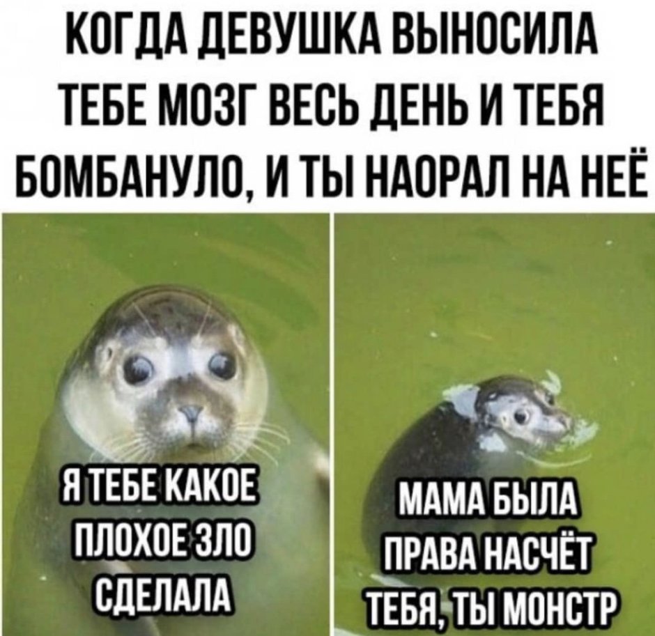 Тюлень в армейской форме