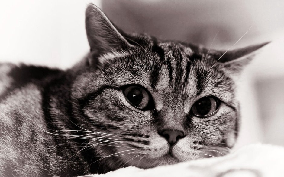 Кот бусик