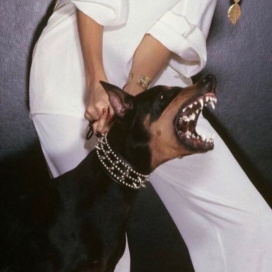 Доберман злой Эстетика