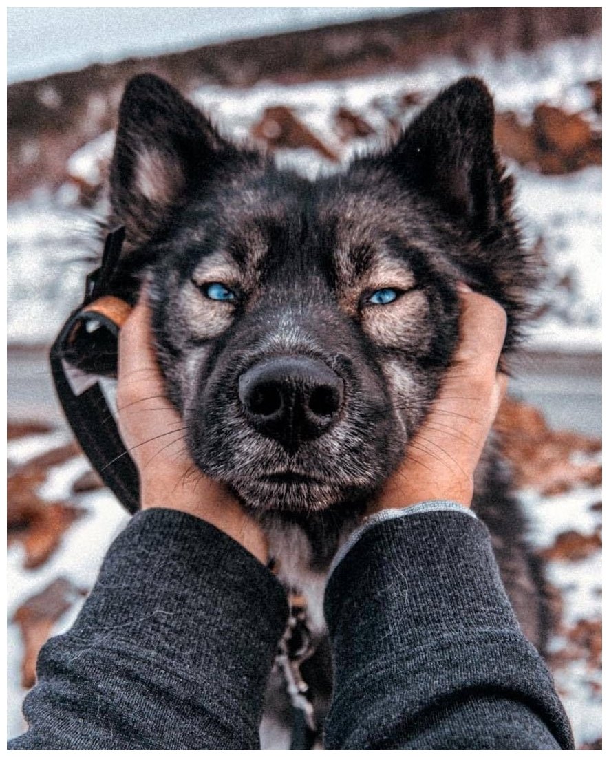 Хаски агути Эстетика