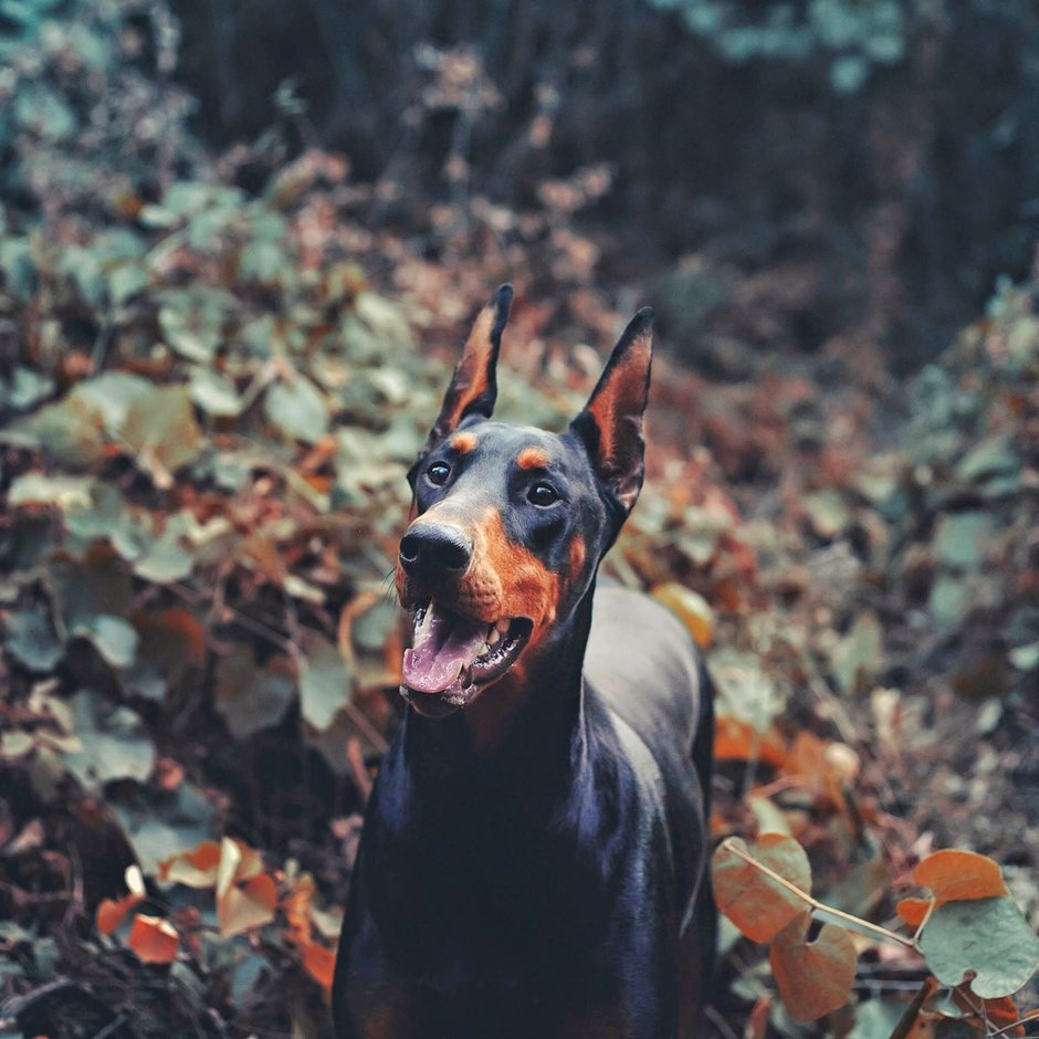 Русский Доберман