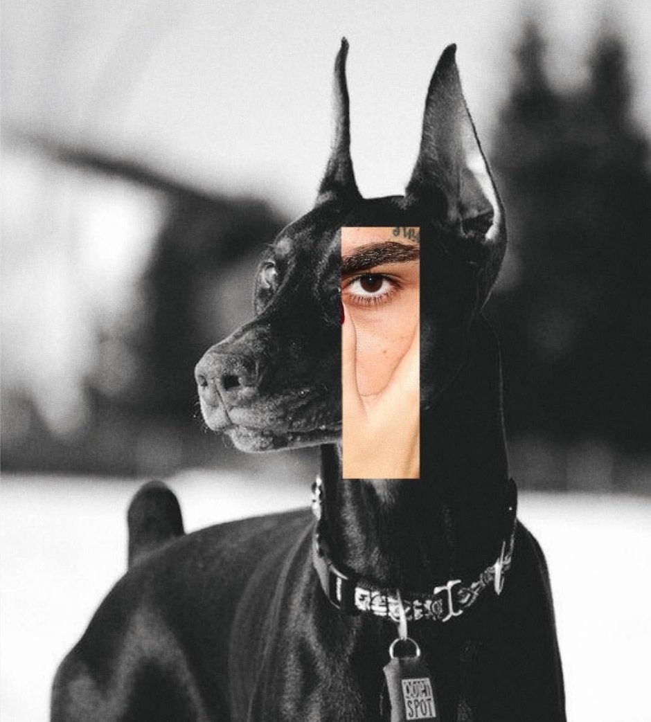 Доберман Эстетика