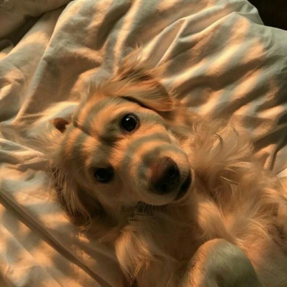 Животные Эстетика