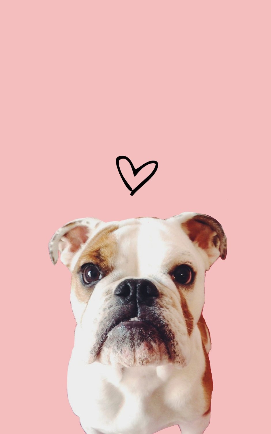 Обои в виде собачек